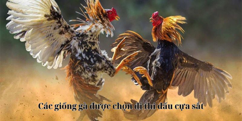 Các giống gà được chọn đi thi đấu cựa sắt