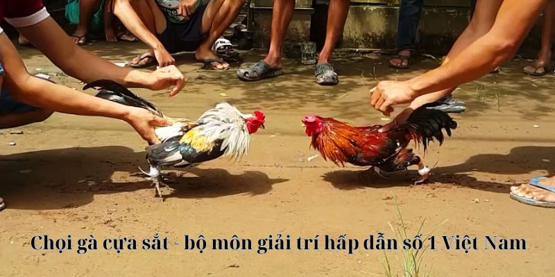 Chọi gà cựa sắt - bộ môn giải trí hấp dẫn số 1 Việt Nam