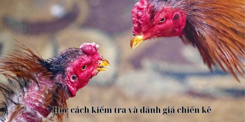 Học cách kiểm tra và đánh giá chiến kê