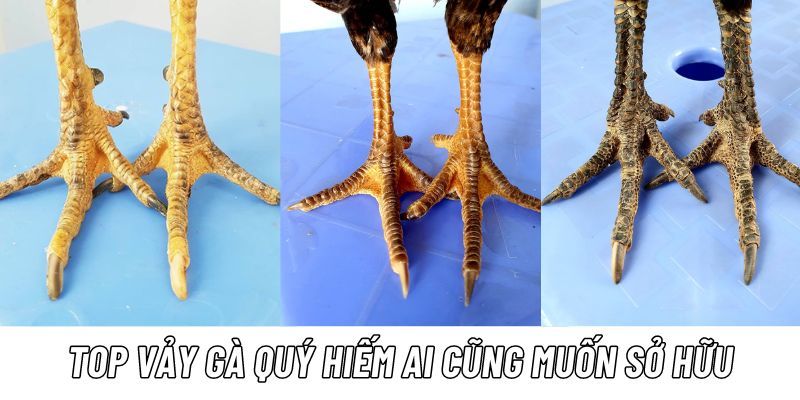 ảnh đại diện vảy gà quý