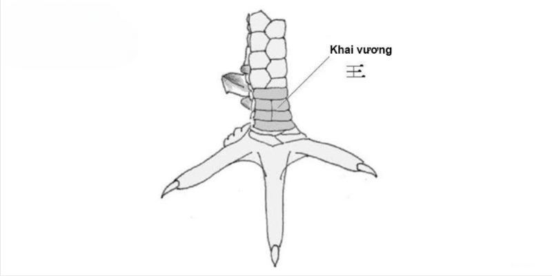 Đặc điểm của vảy khai vương