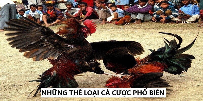 Các thể loại cá cược đá gà tại 69VN